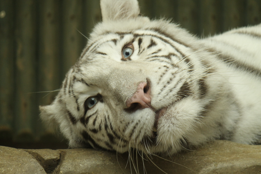 Zoo Liberec