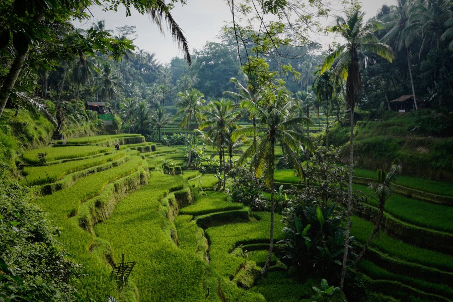 rýžové pole na bali