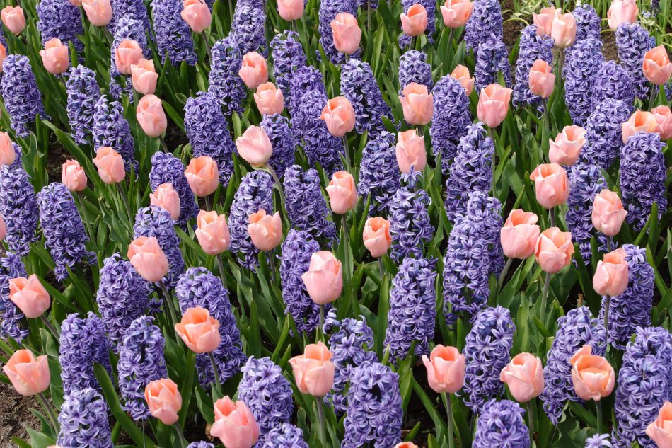 The explosion of colors and freshly cut tulips. The spring holidays are here!